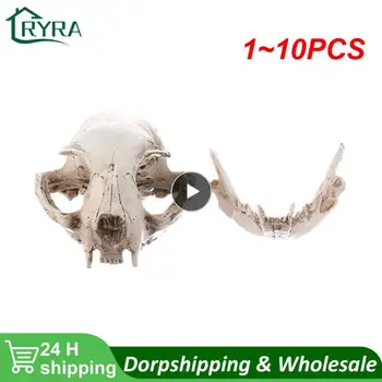 1 ~ 10 шт. Реалистичный кошачий череп, смоляная голова скелета Масштабные украшения модели, 6,5 х 6,5 х 9 см