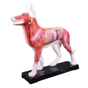 Горячая распродажа модели акупунктуры животных Модель акупунктуры собаки