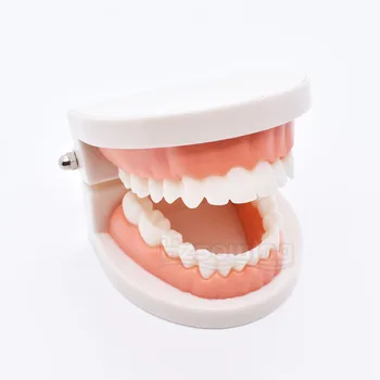 Зуботехническая лаборатория Модели зубов учат зубам Модель студента-стоматолога для преподавания стоматологических материалов