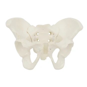 Тазобедренная кость Анатомическая модель таза для научного образования Акушерка Модель женского таза в натуральную величину, модель гибкой анатомии